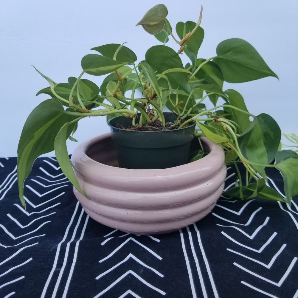 Vintage plant holder